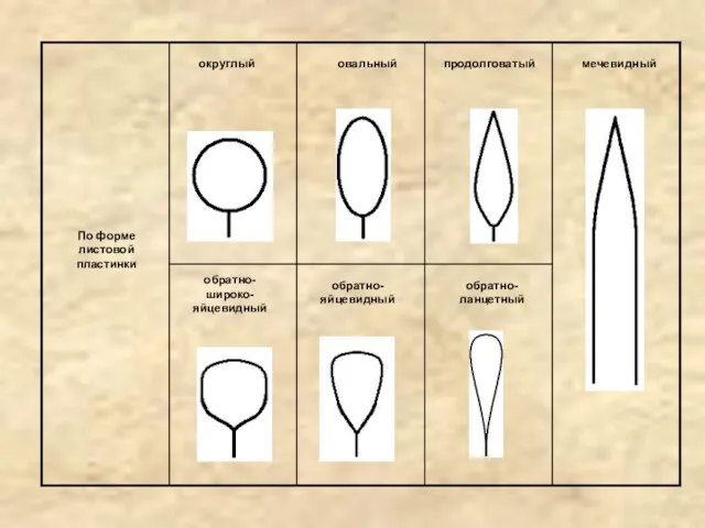 По форме листовой пластинки округлый овальный продолговатый мечевидный обратно- широко- яйцевидный обратно- яйцевидный обратно- ланцетный