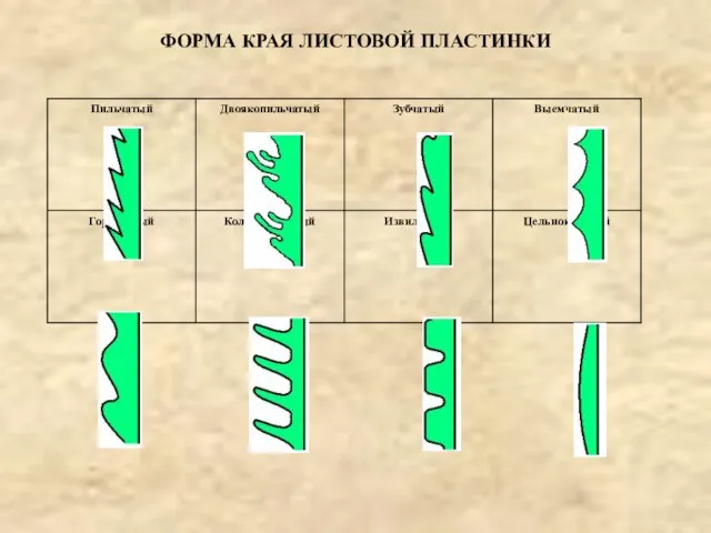 ФОРМА КРАЯ ЛИСТОВОЙ ПЛАСТИНКИ