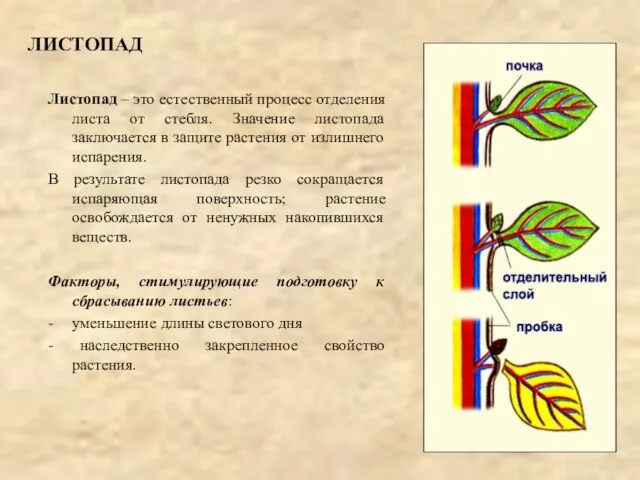 ЛИСТОПАД Листопад – это естественный процесс отделения листа от стебля. Значение листопада