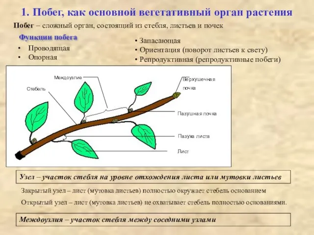 1. Побег, как основной вегетативный орган растения Побег – сложный орган, состоящий