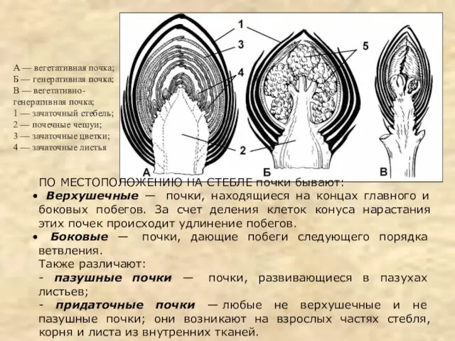 ПО МЕСТОПОЛОЖЕНИЮ НА СТЕБЛЕ почки бывают: Верхушечные — почки, находящиеся на концах