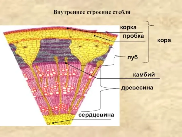 Внутреннее строение стебля кора сердцевина древесина камбий луб пробка корка