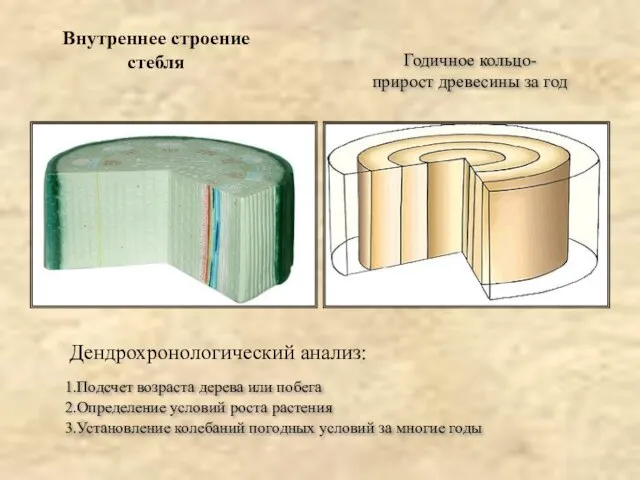 Внутреннее строение стебля Годичное кольцо- прирост древесины за год 1.Подсчет возраста дерева