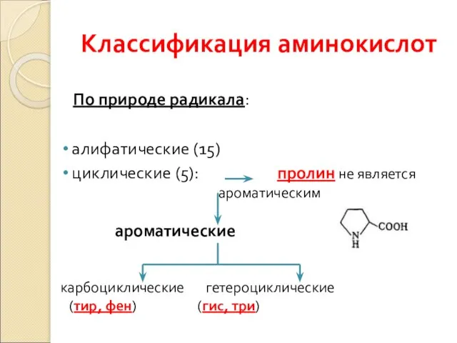 Классификация аминокислот По природе радикала: алифатические (15) циклические (5): пролин не является