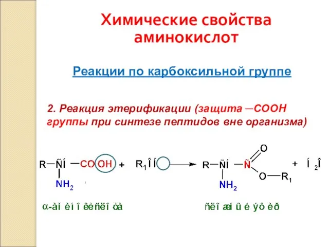 Химические свойства аминокислот Реакции по карбоксильной группе 2. Реакция этерификации (защита ─СООН