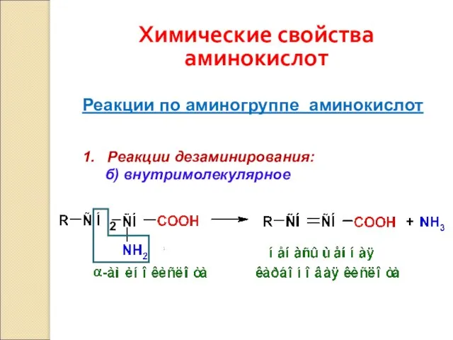 Химические свойства аминокислот Реакции по аминогруппе аминокислот 1. Реакции дезаминирования: б) внутримолекулярное 2