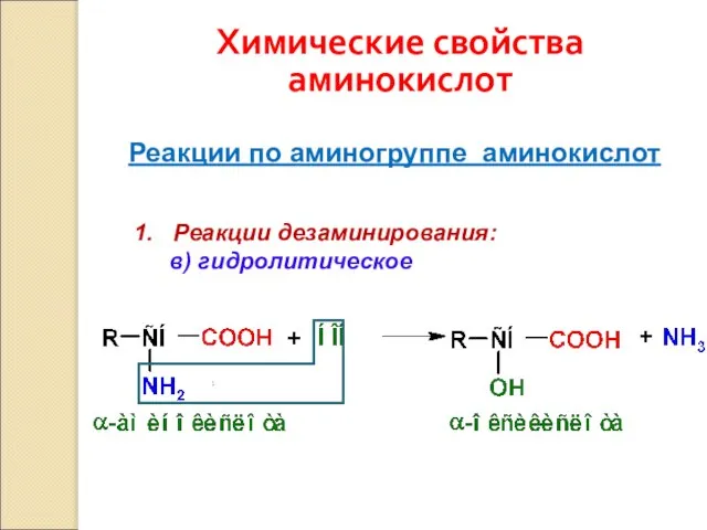 Химические свойства аминокислот Реакции по аминогруппе аминокислот 1. Реакции дезаминирования: в) гидролитическое