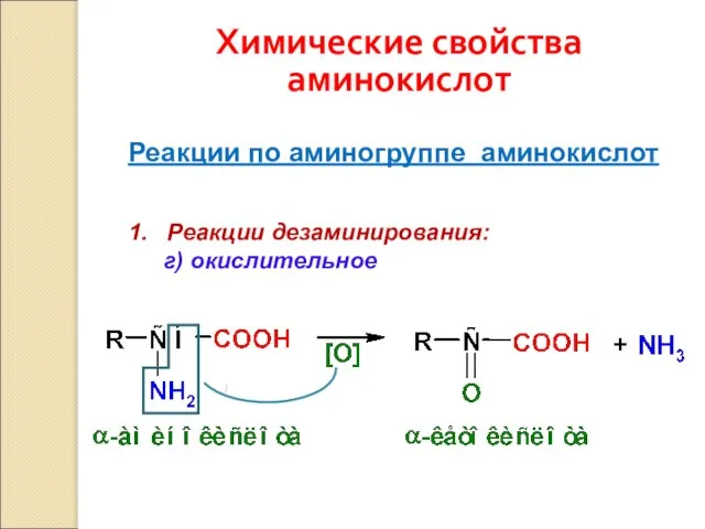 Химические свойства аминокислот Реакции по аминогруппе аминокислот 1. Реакции дезаминирования: г) окислительное