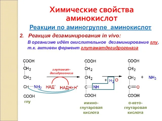 Химические свойства аминокислот Реакции по аминогруппе аминокислот 2. Реакция дезаминирования in vivo: