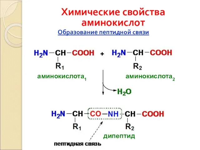 Образование пептидной связи Химические свойства аминокислот аминокислота1 аминокислота2 дипептид