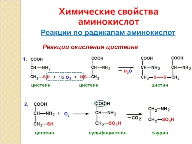 Химические свойства аминокислот Реакции по радикалам аминокислот Реакции окисления цистеина цистеин цистеин