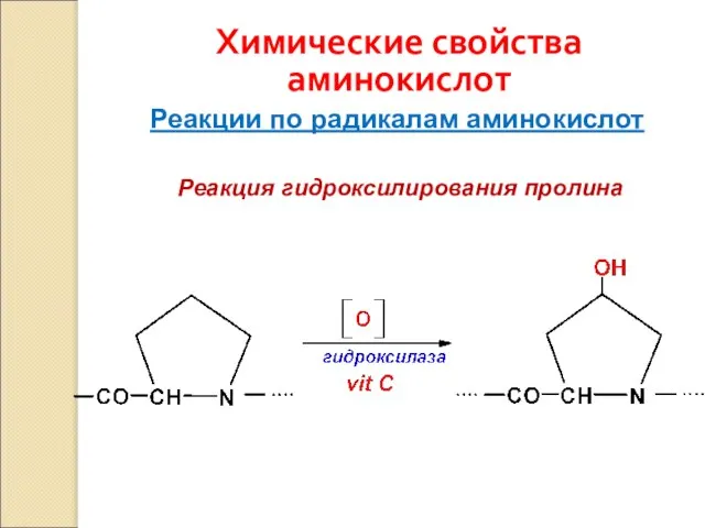 Химические свойства аминокислот Реакции по радикалам аминокислот Реакция гидроксилирования пролина