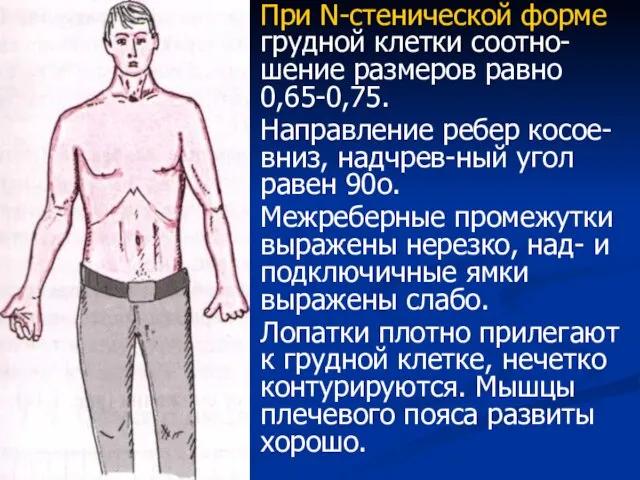 При N-стенической форме грудной клетки соотно-шение размеров равно 0,65-0,75. Направление ребер косое-вниз,