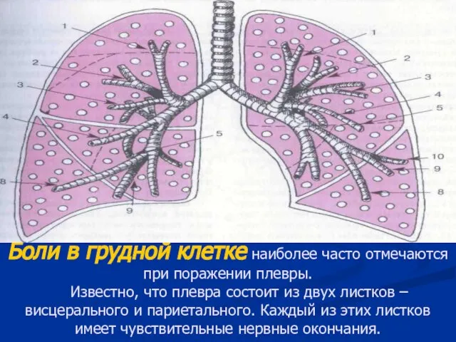 Боли в грудной клетке наиболее часто отмечаются при поражении плевры. Известно, что