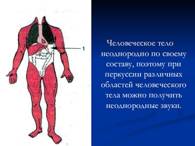 Человеческое тело неоднородно по своему составу, поэтому при перкуссии различных областей человеческого