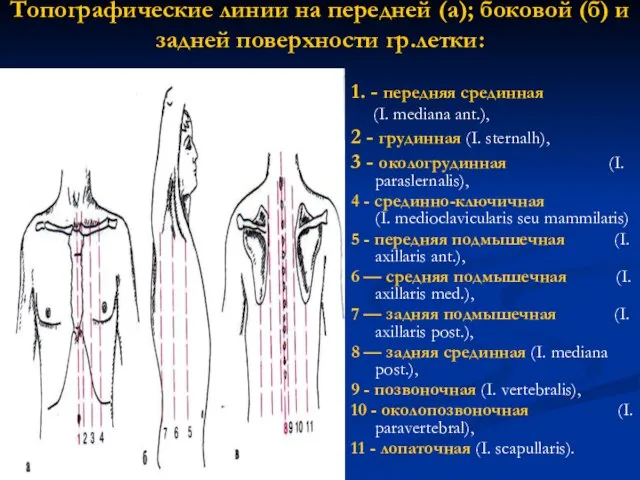 1. - передняя срединная (I. mediana ant.), 2 - грудинная (I. sternalh),