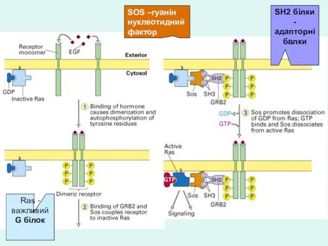 SOS –гуанін нуклеотидний фактор SH2 білки - адапторнібвлки Ras - важливий G білок