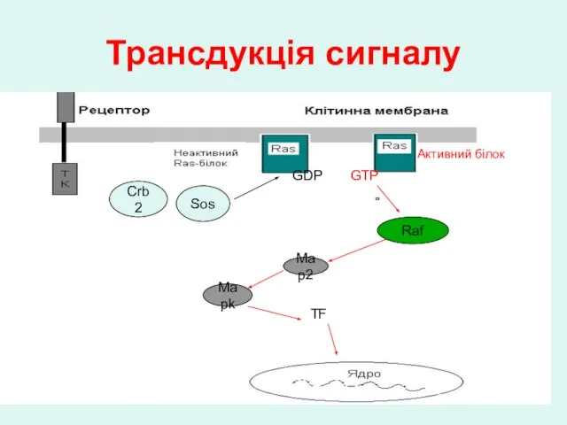 Трансдукція сигналу Crb2 Sos Raf Map2 Mapk GDP GTP TF Активний білок