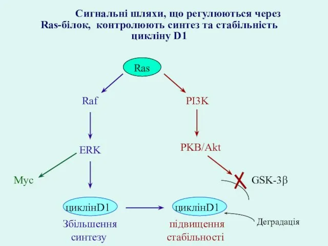 PI3K Raf ERK PKB/Akt циклінD1 циклінD1 Збільшення синтезу підвищення стабільності GSK-3β Деградація