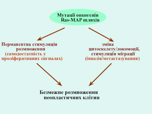 Мутації онкогенів Ras-MAP шляхів Перманентна стимуляція розмноження (самодостатність у проліферативних сигналах) зміна