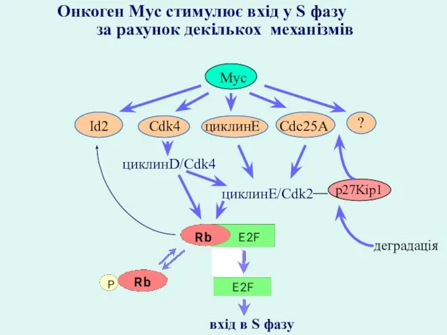 Онкоген Myc стимулює вхід у S фазу за рахунок декількох механізмів циклинD/Cdk4