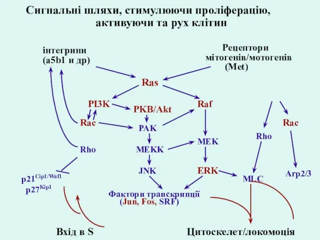 інтегрини (a5b1 и др) Рецептори мітогенів/мотогенів (Met) PI3K Raf ERK Rho Ras