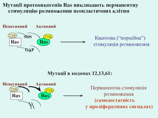 Мутації протоонкогенів Ras викликають перманентну стимуляцію розмноження неопластичних клітин Ras Ras ГДФ