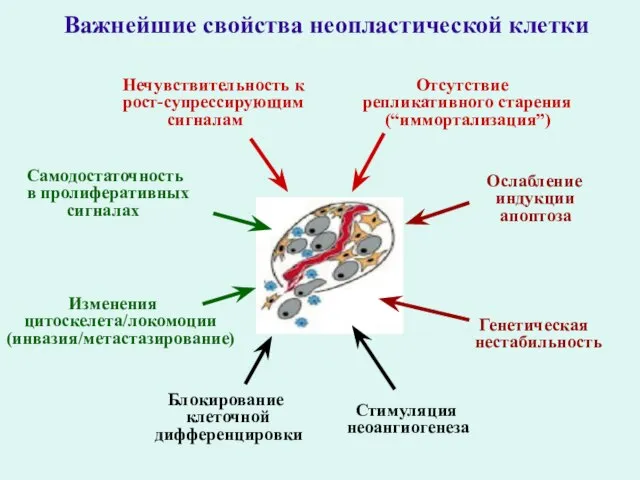 Нечувствительность к рост-супрессирующим сигналам Отсутствие репликативного старения (“иммортализация”) Стимуляция неоангиогенеза Изменения цитоскелета/локомоции