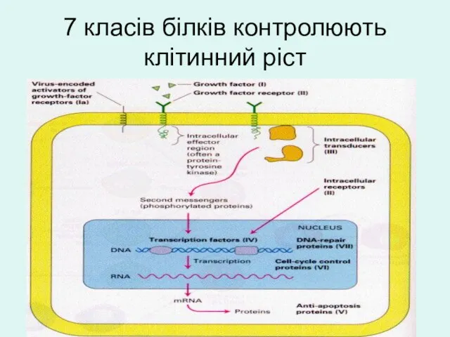 7 класів білків контролюють клітинний ріст