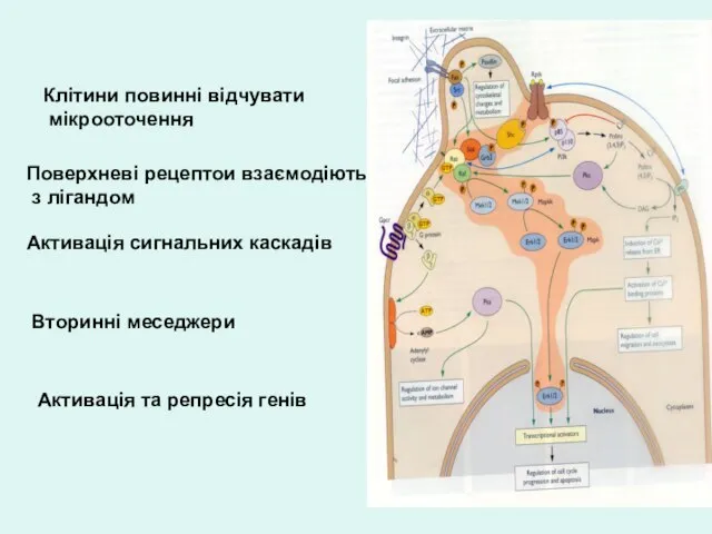 Клітини повинні відчувати мікрооточення Поверхневі рецептои взаємодіють з лігандом Активація сигнальних каскадів