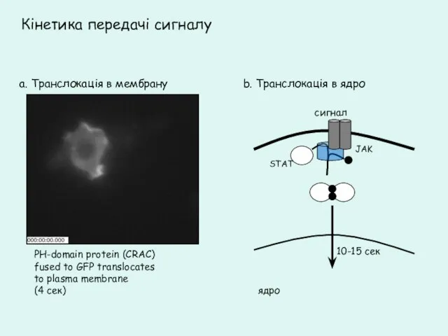 Кінетика передачі сигналу a. Транслокація в мембрану PH-domain protein (CRAC) fused to