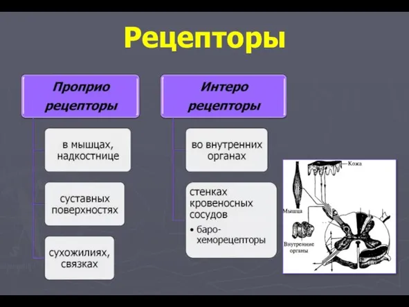 Рецепторы