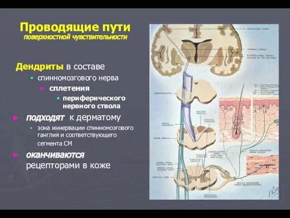 Проводящие пути поверхностной чувствительности Дендриты в составе спинномозгового нерва сплетения периферического нервного