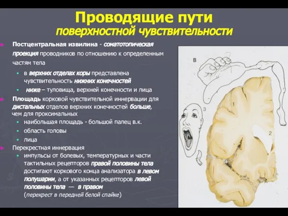 Постцентральная извилина - соматотопическая проекция проводников по отношению к определенным частям тела