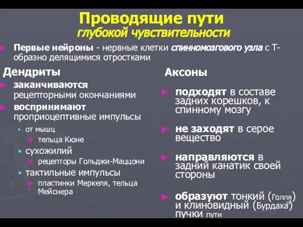 Проводящие пути глубокой чувствительности Дендриты заканчиваются рецепторными окончаниями воспринимают проприоцептивные импульсы от