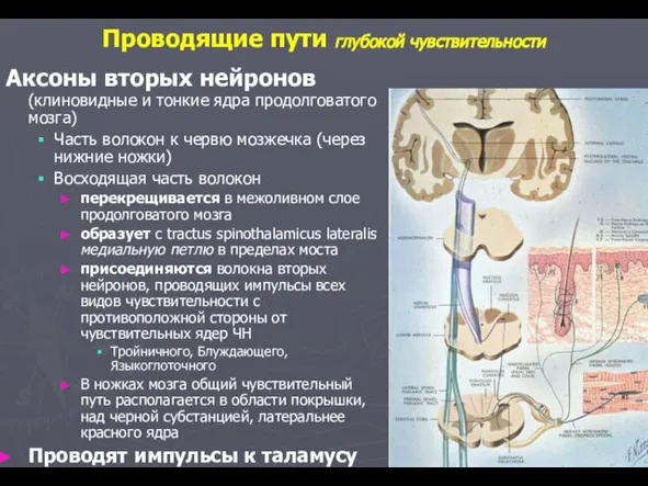 Аксоны вторых нейронов (клиновидные и тонкие ядра продолговатого мозга) Часть волокон к