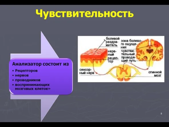 Чувствительность