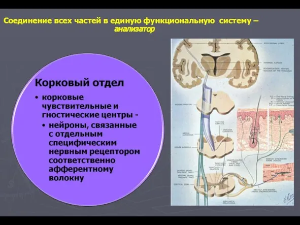 Соединение всех частей в единую функциональную систему – анализатор