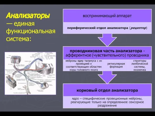 Анализаторы — единая функциональная система: