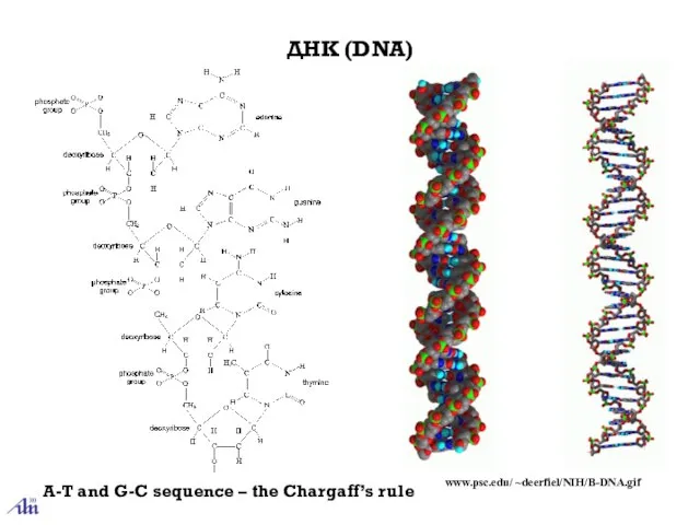 ДНК (DNA) www.psc.edu/ ~deerfiel/NIH/B-DNA.gif A-T and G-C sequence – the Chargaff’s rule