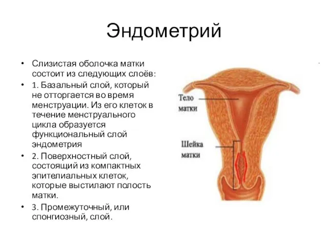 Эндометрий Слизистая оболочка матки состоит из следующих слоёв: 1. Базальный слой, который