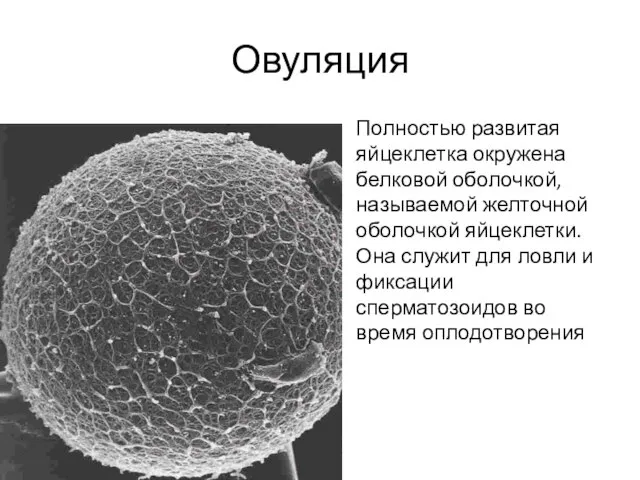 Овуляция Полностью развитая яйцеклетка окружена белковой оболочкой, называемой желточной оболочкой яйцеклетки. Она