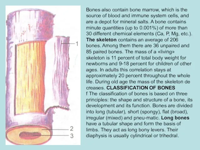 Bones also contain bone marrow, which is the source of blood and