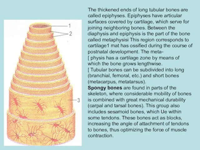 The thickened ends of long tubular bones are called epiphyses. Epiphyses have