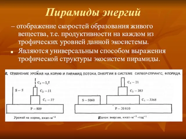 Пирамиды энергий – отображение скоростей образования живого вещества, т.е. продуктивности на каждом
