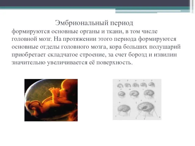 Эмбриональный период формируются основные органы и ткани, в том числе головной мозг.