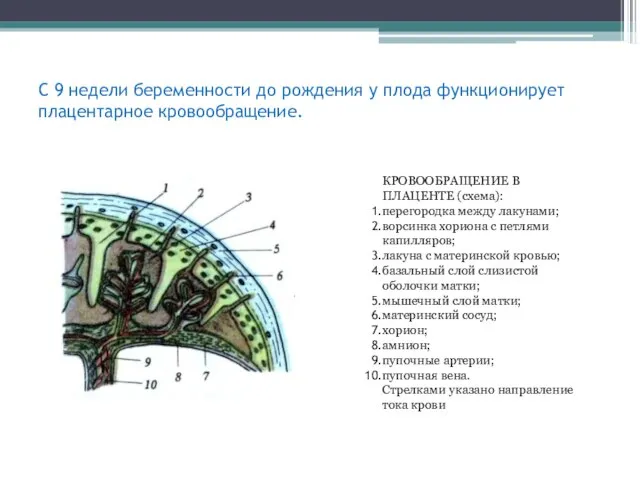 С 9 недели беременности до рождения у плода функционирует плацентарное кровообращение.