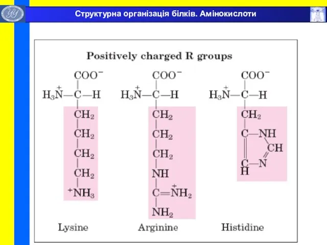 Структурна організація білків. Амінокислоти
