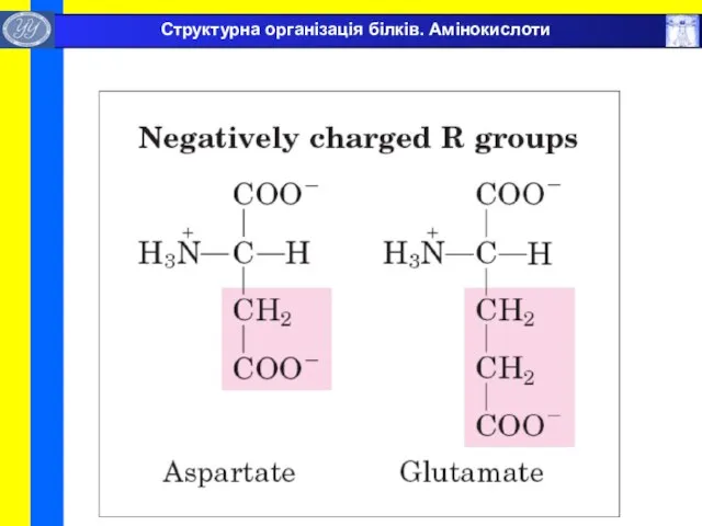 Структурна організація білків. Амінокислоти