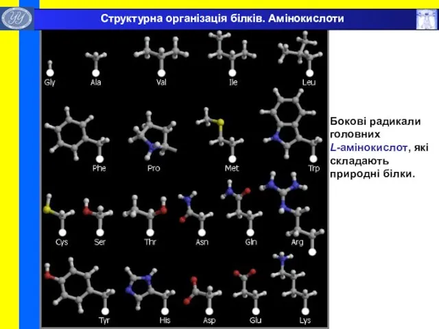 Бокові радикали головних L-амінокислот, які складають природні білки. Структурна організація білків. Амінокислоти